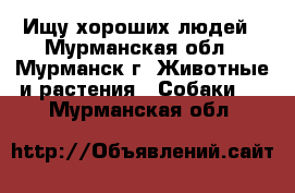 Ищу хороших людей - Мурманская обл., Мурманск г. Животные и растения » Собаки   . Мурманская обл.